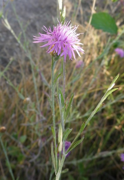 Centaurea jacea